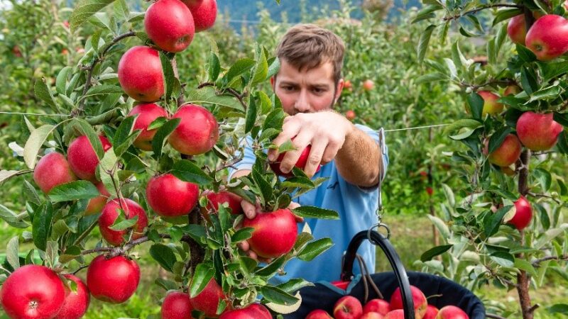 Nuove varietà la vera sfida del futuro