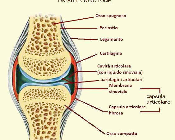 Le malattie reumatiche: l’artrosi