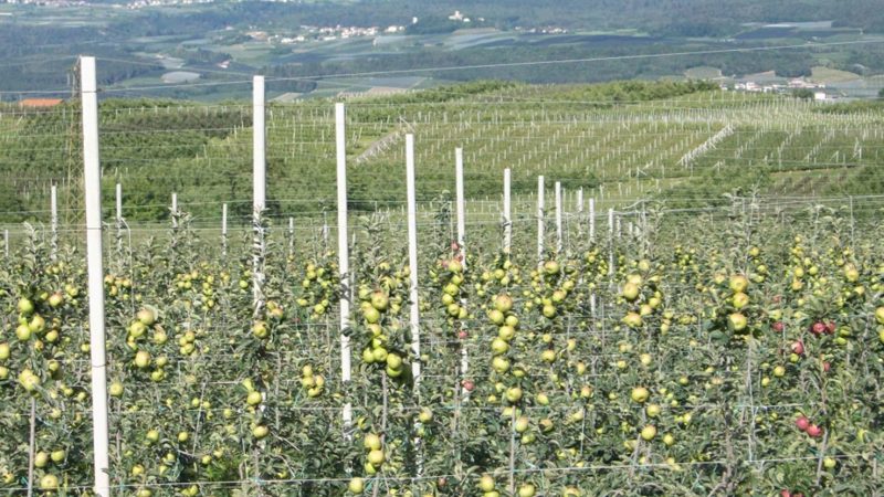 Durata del rapporto di affitto agrario