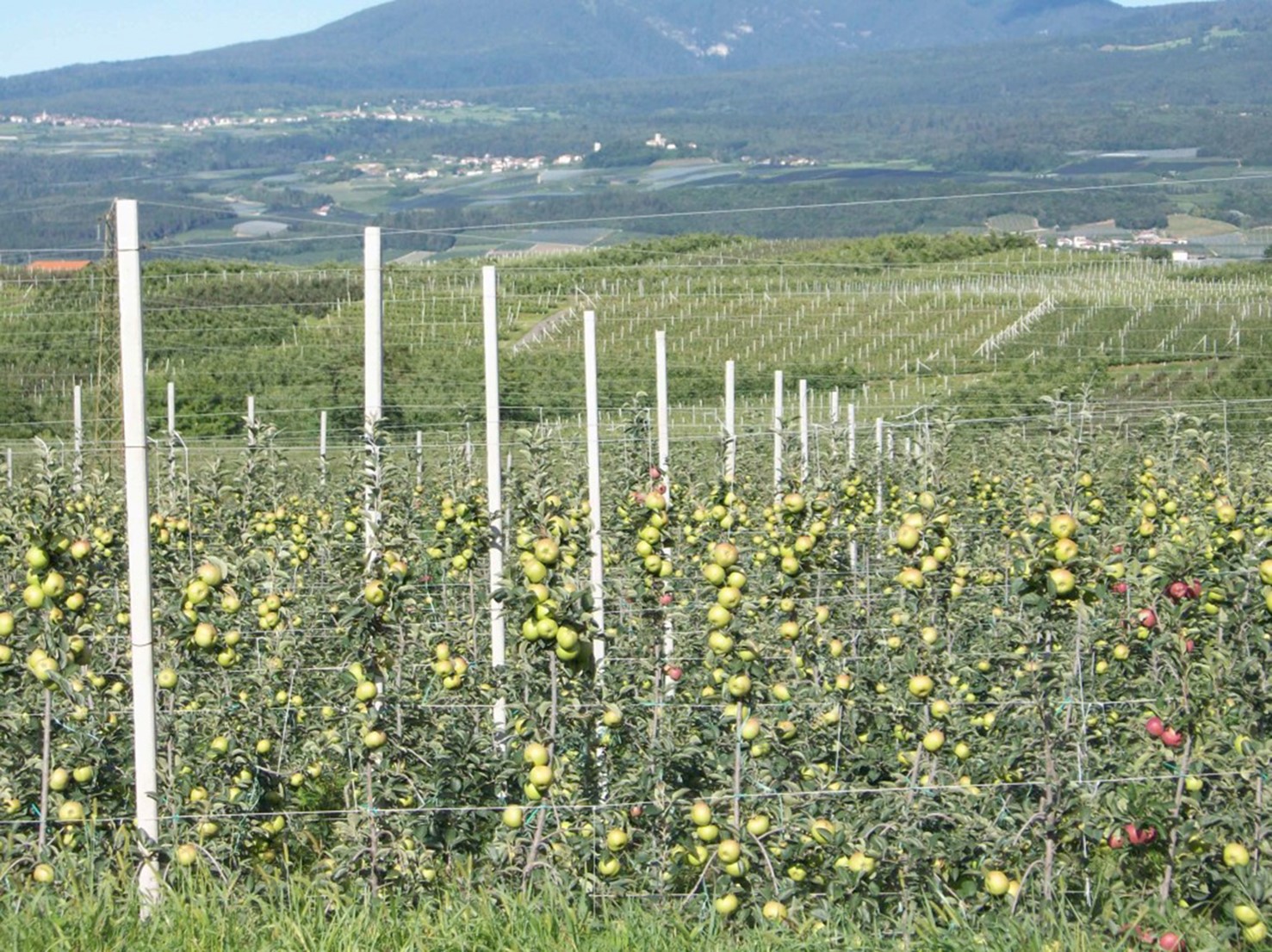 Durata del rapporto di affitto agrario