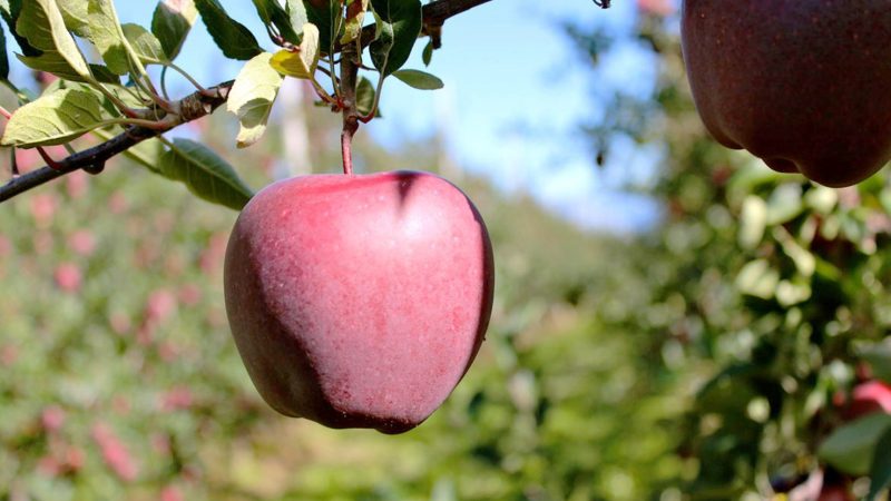 Prodotti agricoli e sicurezza alimentare