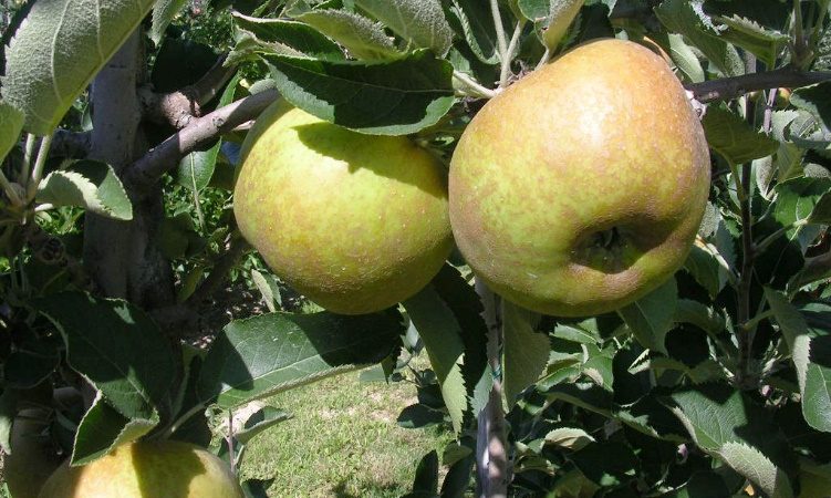 Ottima e sicura la frutta trentina