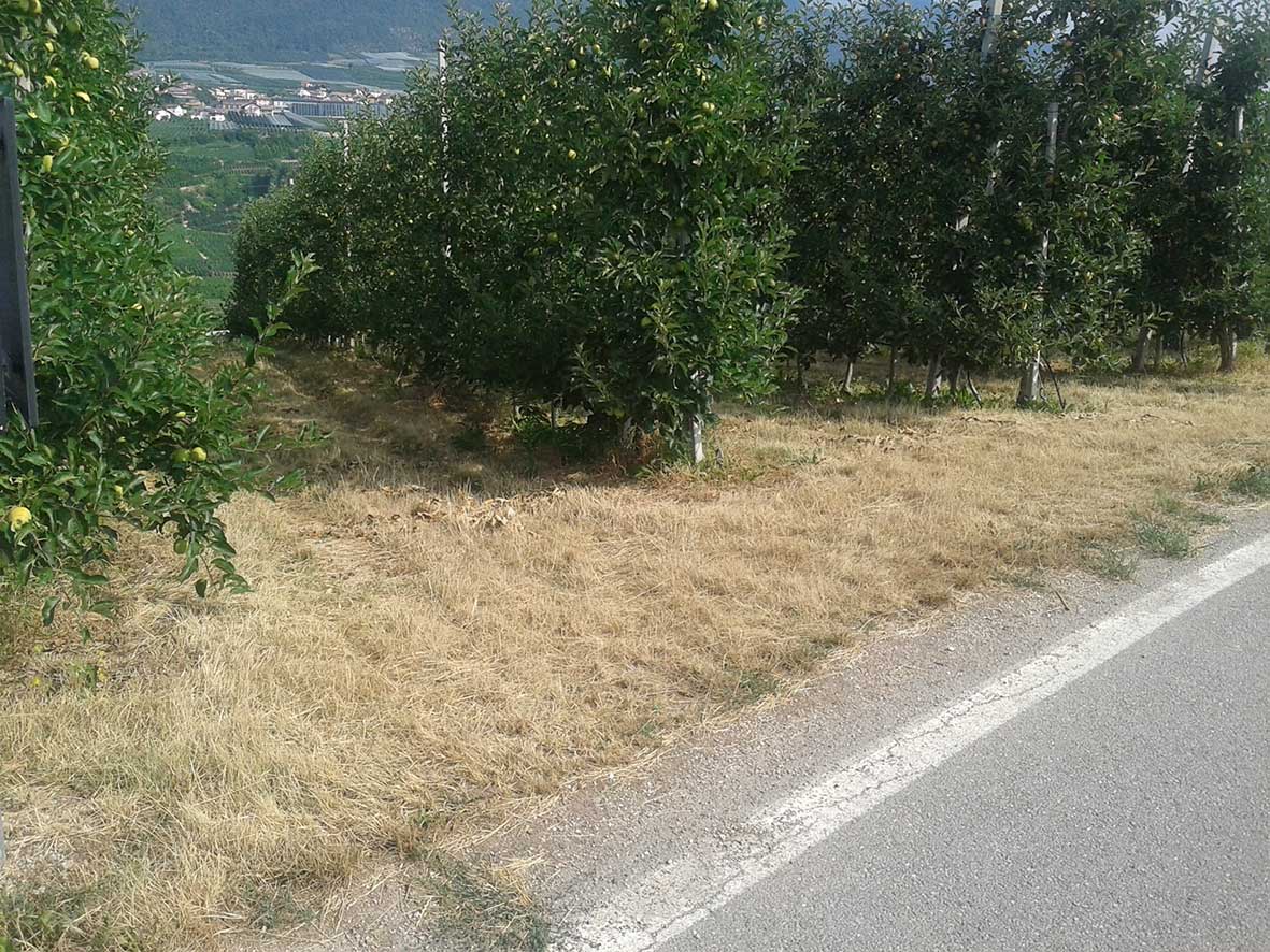 Annata agraria 2022: meglio nelle valli del noce che in altri territori nazionali