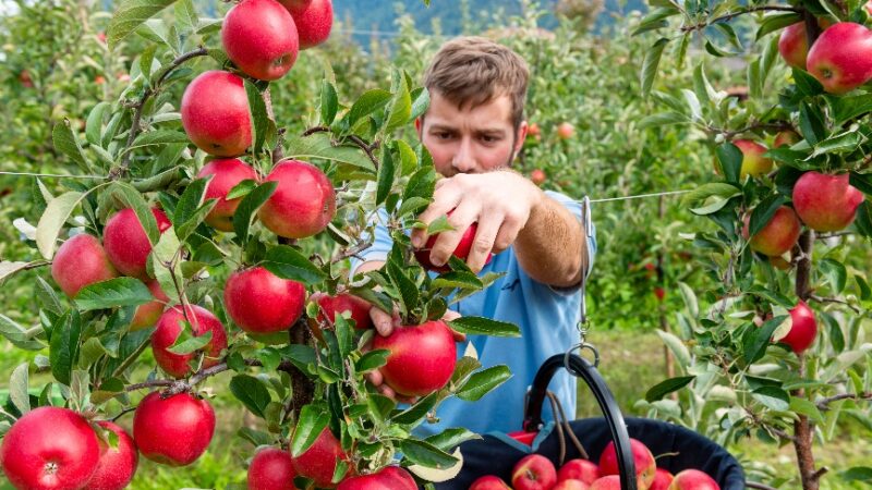 Rinnovo degli impianti, Melinda continua il suo supporto agli agricoltori