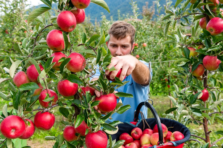 Rinnovo degli impianti, Melinda continua il suo supporto agli agricoltori