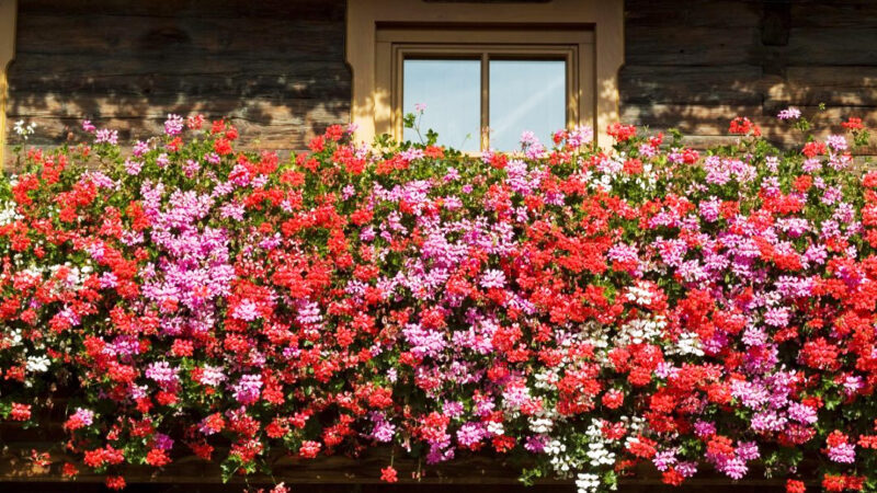 Balcone fiorito “i consigli dell’esperto per fiori sani, forti e spettacolari”