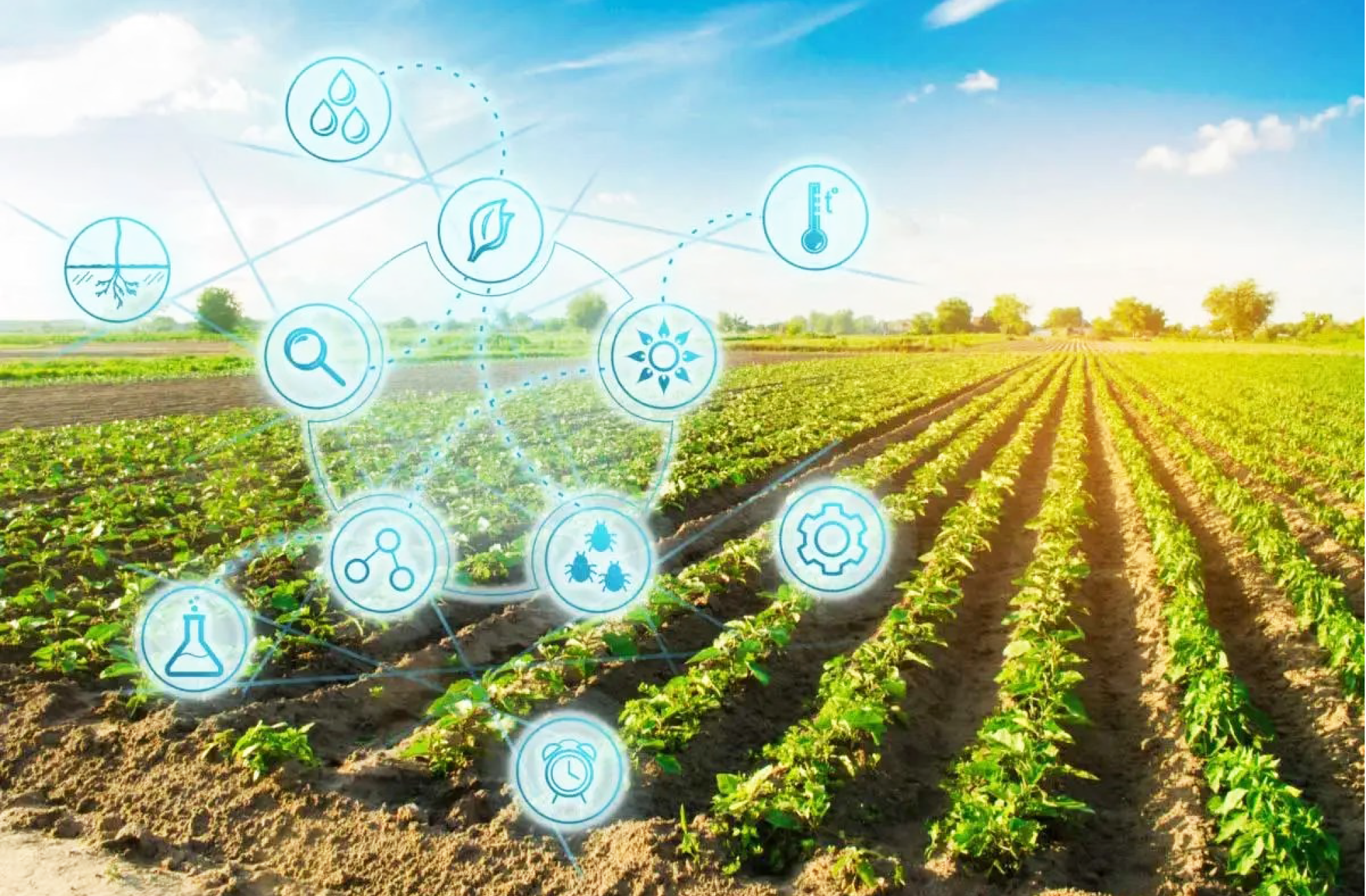 Piante “TEA” per l’innovazione in ambito agrario 